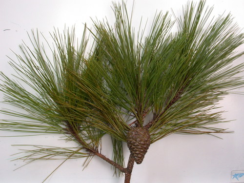egg-cone pine