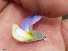 Lotononis sericophylla