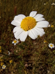 Asteraceae