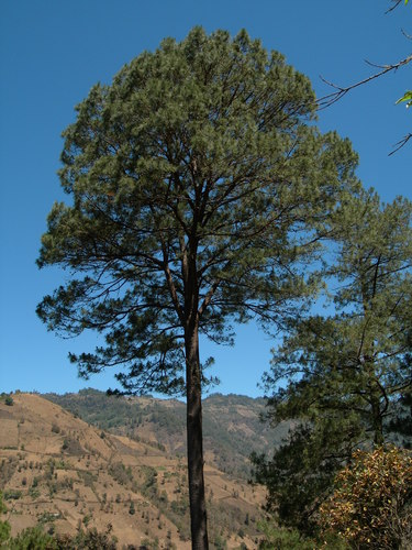 egg-cone pine