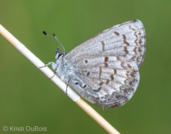 Celastrina asheri