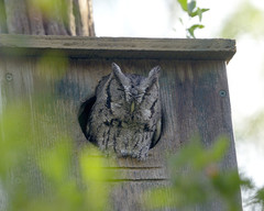 Megascops asio mccallii