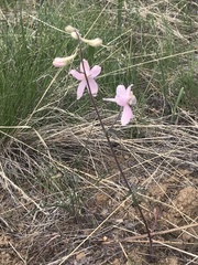 Delphinium sutherlandii