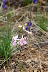 Delphinium sutherlandii