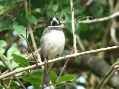 Sporophila caerulescens