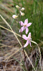 Delphinium sutherlandii