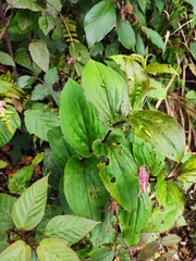 Tricyrtis macropoda