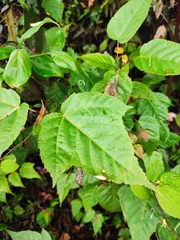 Acer davidii