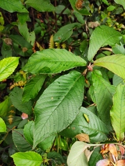 Rhynchotechum ellipticum