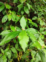 Rhynchotechum ellipticum