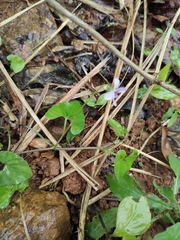 Viola hamiltoniana