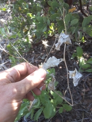 Acourtia microcephala