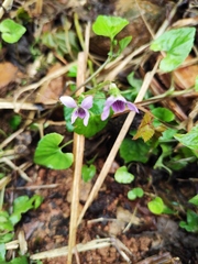 Viola hamiltoniana