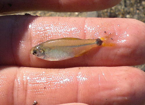 Paraguay tetra (Odontostilbe paraguayensis) — Characidae — 2