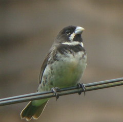 Sporophila caerulescens