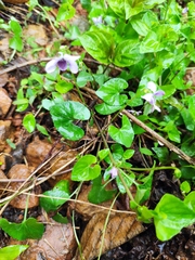 Viola hamiltoniana