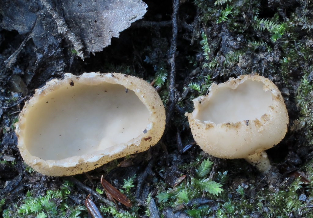 Tarzettaceae