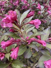 Weigela floribunda