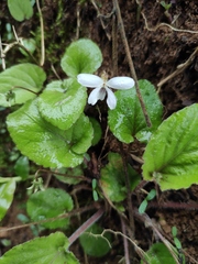 Viola fargesii