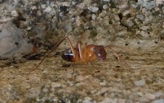 Camponotus