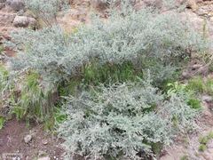 Lotononis sericophylla