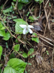 Viola fargesii