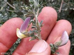 Lotononis sericophylla