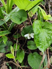 Viola fargesii