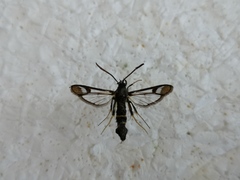 Synanthedon flaviventris