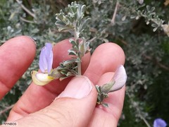 Lotononis sericophylla