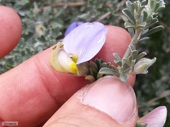 Lotononis sericophylla