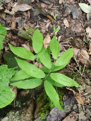 Polygonatum filipes