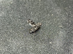Pseudotephritis corticalis