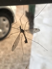 Lunatipula