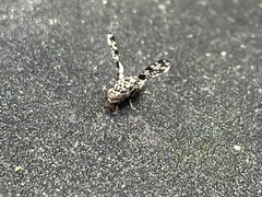 Pseudotephritis corticalis