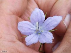Wahlenbergia cuspidata