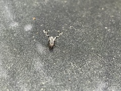 Pseudotephritis corticalis