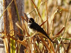 Sporophila caerulescens