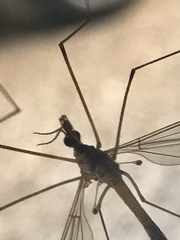 Lunatipula