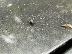 Pseudotephritis corticalis