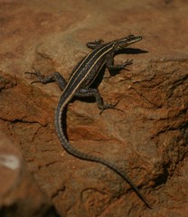 Platysaurus orientalis