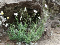 Wahlenbergia cuspidata