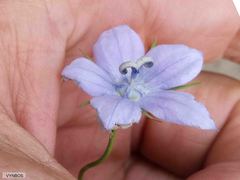 Wahlenbergia cuspidata