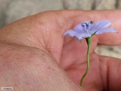 Wahlenbergia cuspidata