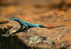 Platysaurus orientalis