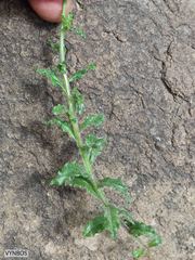 Wahlenbergia cuspidata