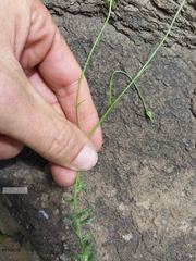 Wahlenbergia cuspidata