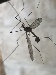 Lunatipula