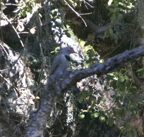iNaturalist observation photo of Northern Flicker