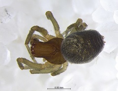 Emblyna decaprini
